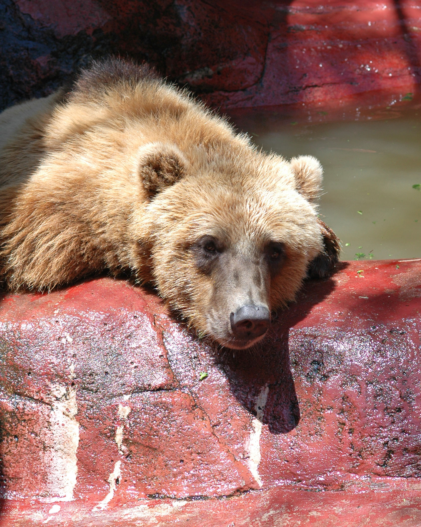 Bear